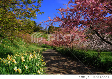 2月　鋸南61お花見広場の頼朝桜･佐久間ﾀﾞﾑ湖親水公園 62842221