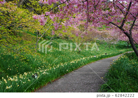 2月　鋸南60お花見広場の頼朝桜･佐久間ﾀﾞﾑ湖親水公園 62842222