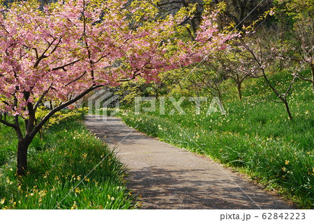 2月　鋸南59お花見広場の頼朝桜･佐久間ﾀﾞﾑ湖親水公園 62842223