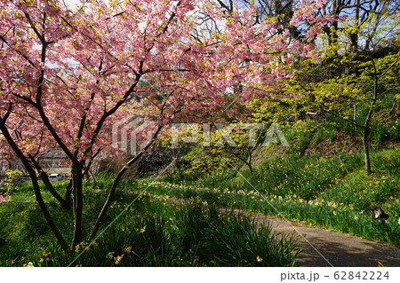 2月 鋸南58お花見広場の頼朝桜・佐久間ダム湖親水公園 2月 鋸南58お花見広場の頼朝桜・佐久間ダム湖親水公園 62842224