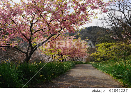 2月 鋸南55お花見広場の頼朝桜・佐久間ダム湖親水公園 2月 鋸南55お花見広場の頼朝桜・佐久間ダム湖親水公園 62842227