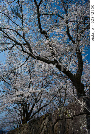 桜と城壁 62842250