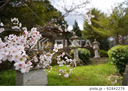 桜と勝手神社 62842276
