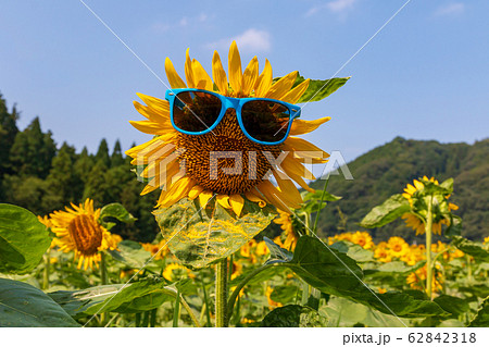 ひまわりとサングラス 夏イメージ ひまわりとサングラス 夏イメージ 62842318