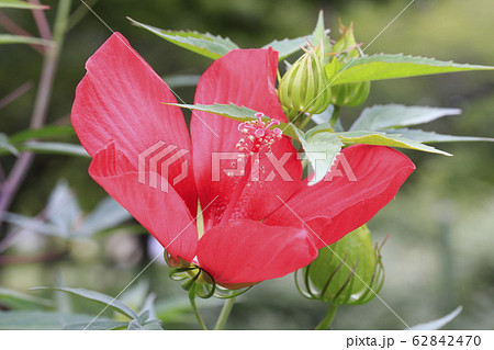 真っ赤なモミジアオイの花 真っ赤なモミジアオイの花 62842470