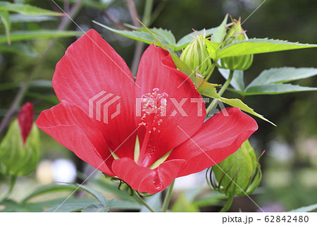 真っ赤なモミジアオイの花 の写真素材