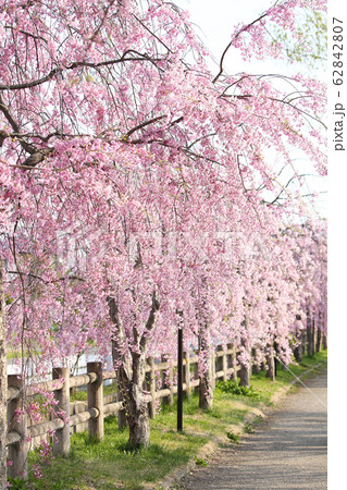 喜多方　日中線　しだれ桜並木 62842807