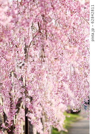 喜多方 日中線 しだれ桜並木 喜多方 日中線 しだれ桜並木 62842811