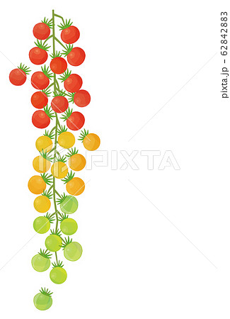 プチトマト 鈴なり 縦ライン 62842883