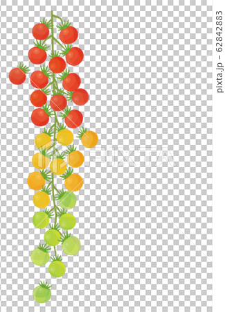 プチトマト 鈴なり 縦ライン 62842883