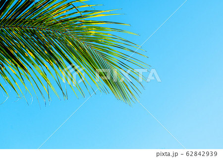 Coconut palm leaves beautiful tropical background. Holiday concept. Coconut palm leaves beautiful tropical background. Holiday concept. 62842939