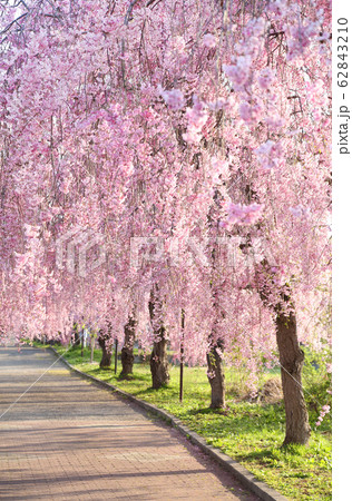 喜多方　日中線　しだれ桜並木 62843210