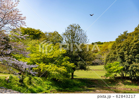 春の季節 晴天の青空と桜咲く季節 新緑風景fresh Green Landscape Japanの写真素材