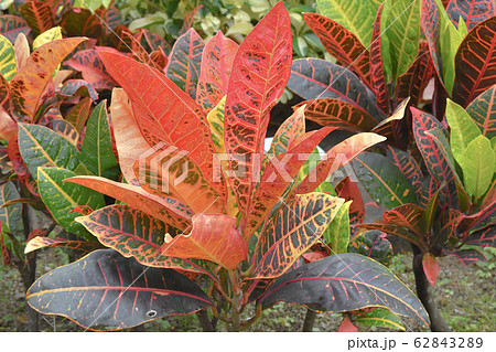 a close up of Codiaeum variegatum garden croton. a close up of Codiaeum variegatum garden croton. 62843289