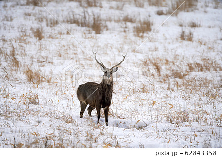 一頭のエゾシカ 62843358