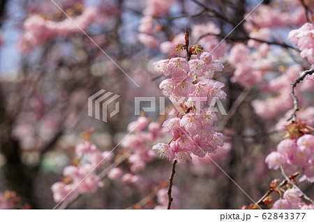 初御代桜 62843377