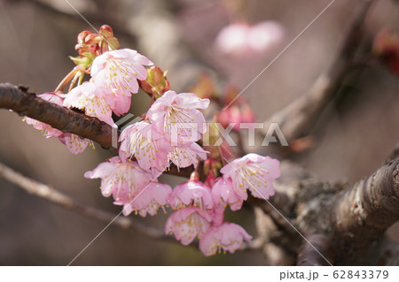 初御代桜 62843379