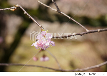 初御代桜 62843385