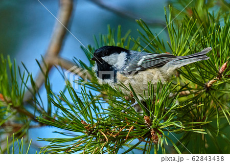 A bird - Coal Tit ( Periparus ater ) sitting  62843438