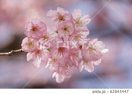 初御代桜 62843447