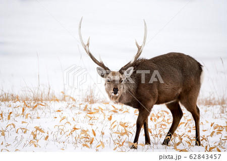 一頭のエゾシカ 62843457