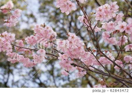初御代桜 62843472