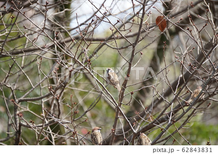 スズメ スズメ 62843831