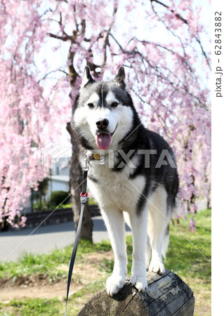 桜並木とハスキー犬 桜並木とハスキー犬 62843882