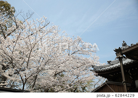 鷺森別院岡崎支坊　サクラ（和歌山県） 62844229