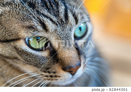 猫の顔　アップ 62844301