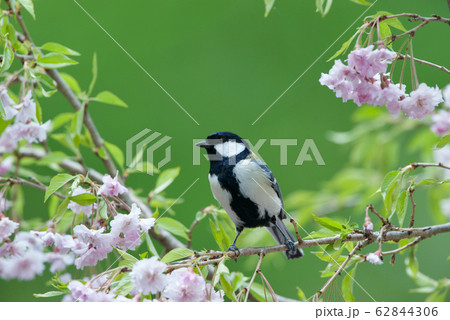 春のシジュウカラ 62844306