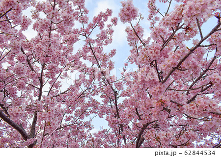桜 62844534