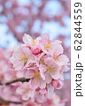 桜 62844559
