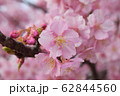 桜 62844560