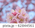 桜 62844561