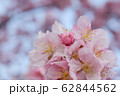 桜 62844562