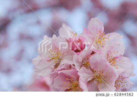 桜 桜 62844562