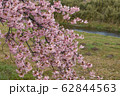 桜 62844563