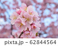 桜 62844564