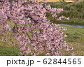 桜 62844565