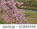 桜 62844566