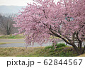 桜 62844567