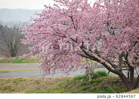 桜 桜 62844567