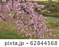 桜 62844568
