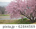 桜 62844569