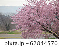 桜 62844570