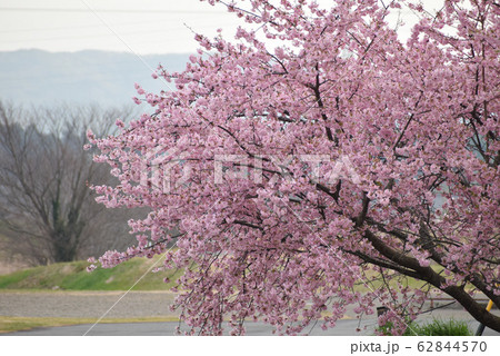 桜 桜 62844570