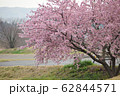桜 62844571