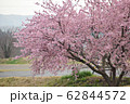 桜 62844572