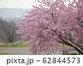 桜 62844573